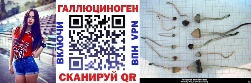 Купить  Наволоки  Псилоцибиновые грибы мицелий 